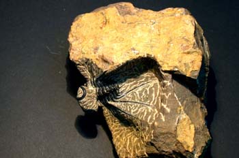 Dicranurus monstruosus (Trilobites) Devónico