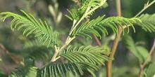 Mimosa - hoja (Acacia dealbata)