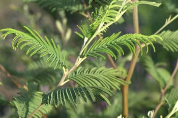 Mimosa - hoja (Acacia dealbata)