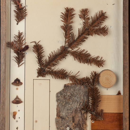 IES_CARDENALCISNEROS_BOTÁNICA_I_002