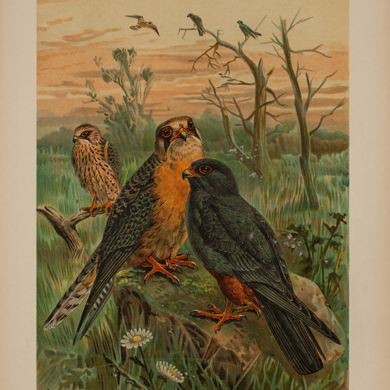 IES_CARDENALCISNEROS_AVES_LAMINAS_171