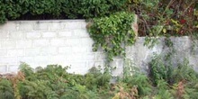 Muro y vegetación
