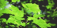 Arce real - Hoja (Acer platanoides)