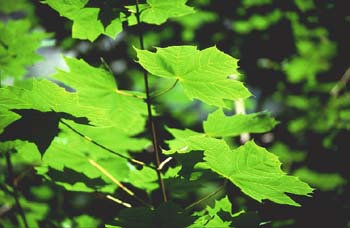 Arce real - Hoja (Acer platanoides)