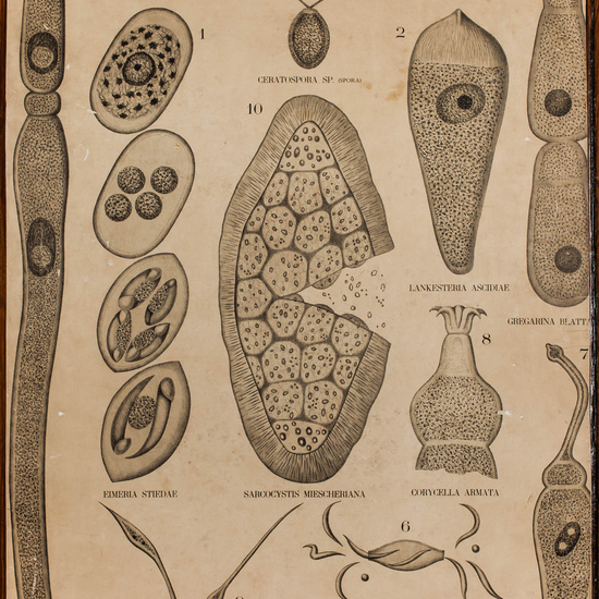 IES_CARDENALCISNEROS_BOTÁNICA_II_LÁMINAS_022