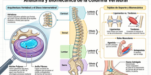 Estructura de la columna vertebral y mecánica muscular