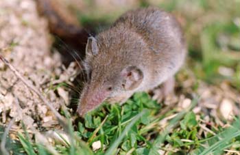 Musarañita (Suncus etruscus)