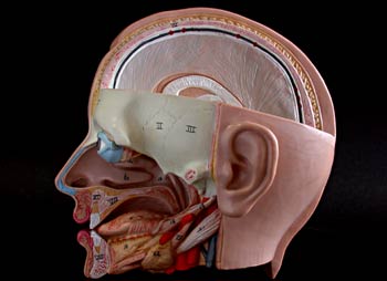 Sección de la cabeza lateral