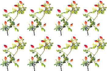 Repetición de cuatro ramas