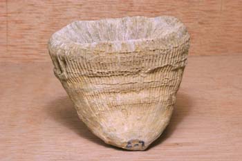 Placosmilia (Coral) Cretácico