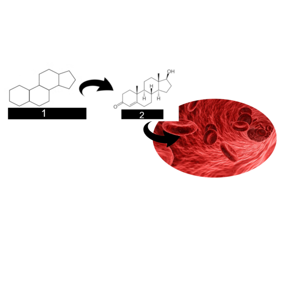 ACTIVIDAD esteroides