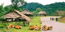 Carretera en Laos con vacas, Laos