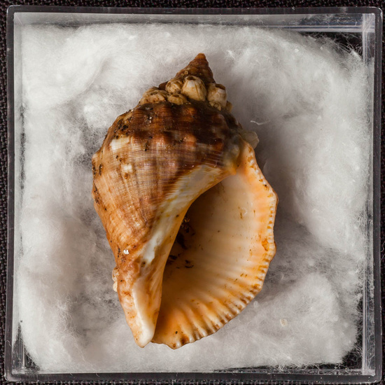 IES_ISABELLACATOLICA_BIOLOGIA_272