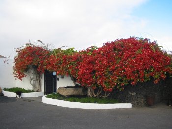 Vivienda con decorado floral