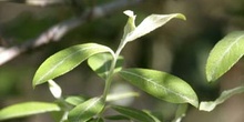 Sauce cabruno - Hojas (Salix caprea)