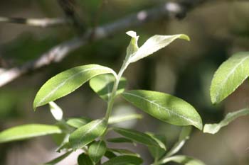 Sauce cabruno - Hojas (Salix caprea)