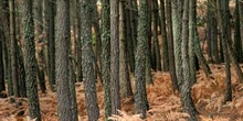 Pino resinero - Bosque (Pinus pinaster)