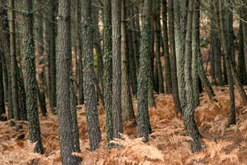 Pino resinero - Bosque (Pinus pinaster)