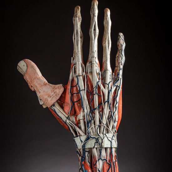 IES_CARDENALCISNEROS_ANATOMIA_MODELOS_029