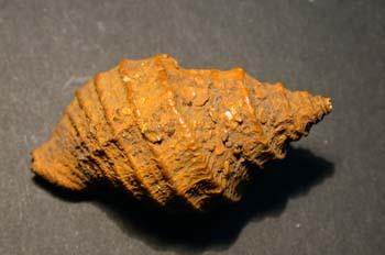 Nucella lapillus (Gasterópodo) Pleistoceno