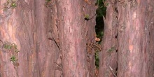 Tejo (Taxus baccata)