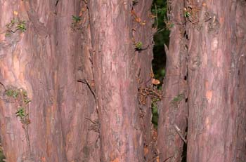 Tejo (Taxus baccata)