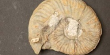 Gruneria gruneri (Ammonites) Jurásico