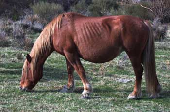 Caballo