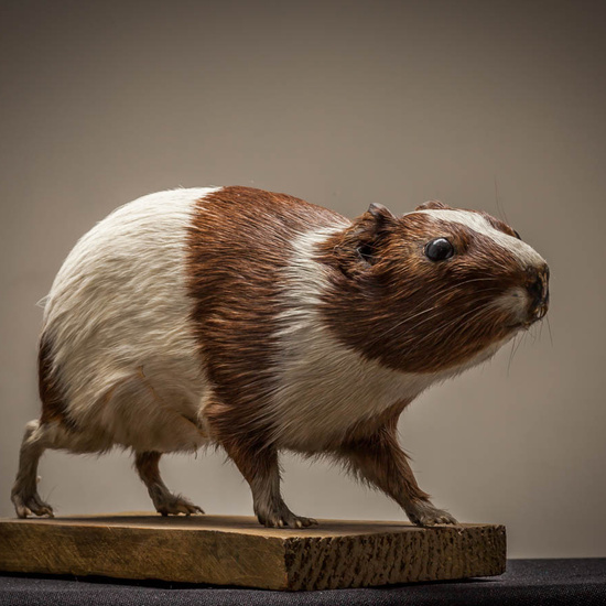 IES_ISABELLACATOLICA_BIOLOGIA_235