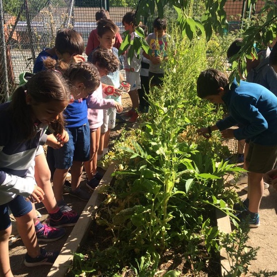 2019_06_11_4º observa insectos en el huerto_CEIP FDLR_Las Rozas 16