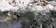 Lobos marinos del sur, Argentina