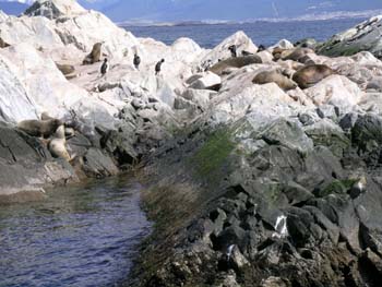 Lobos marinos del sur, Argentina
