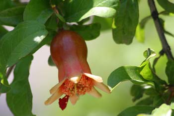 Granado - Fruto (Punica granatum)