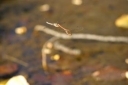 Libélula flecha roja (Sympetrum sanguineum)