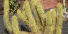 Echinopsis rubinghiana