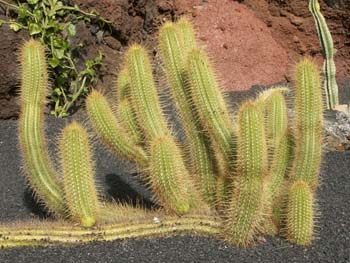 Echinopsis rubinghiana