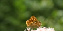 Nacarada (Argynnis paphia)