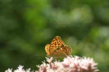 Nacarada (Argynnis paphia)