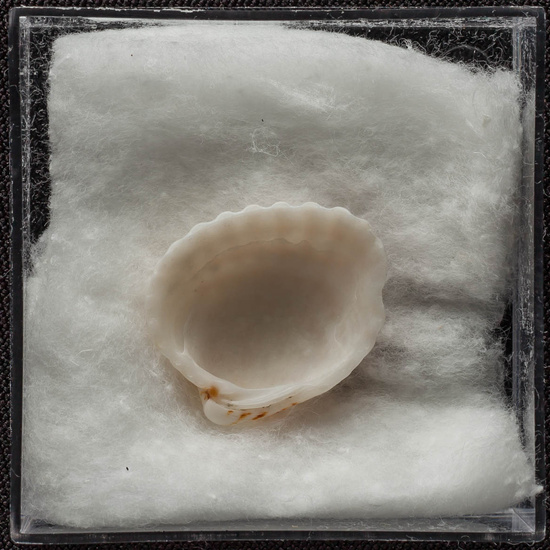 IES_ISABELLACATOLICA_BIOLOGIA_433