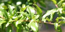 Granado - Hoja (Punica granatum)