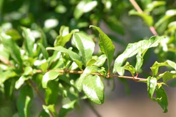 Granado - Hoja (Punica granatum)