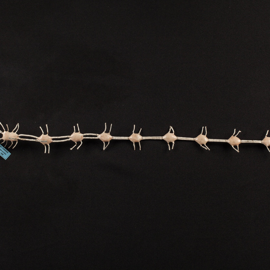 IES_CARDENALCISNEROS_ZOOLOGIA_II_MODELOS_021