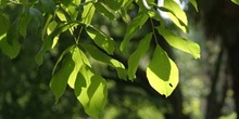 Nogal - Hojas (Juglans regia)