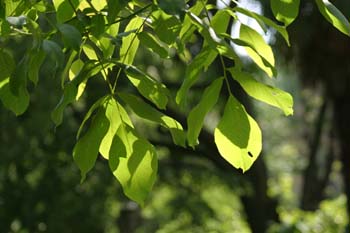 Nogal - Hojas (Juglans regia)