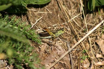 Saltamontes (Euthystira sp)