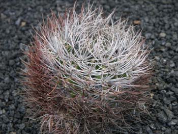 Gymnocalycium horridispinum