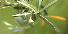 Olivo - Fruto (Olea europaea)