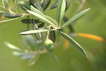 Olivo - Fruto (Olea europaea)