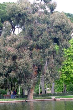 Eucalipto azul - Porte (Eucalyptus globosus)