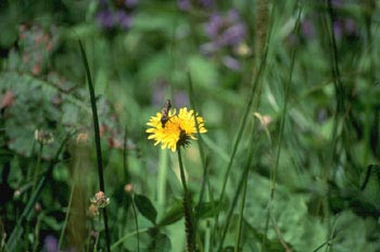 Mosca del agua (Bibio sp.)